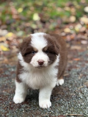 Les chiots de Berger Australien