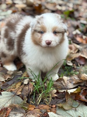 Les chiots de Berger Australien