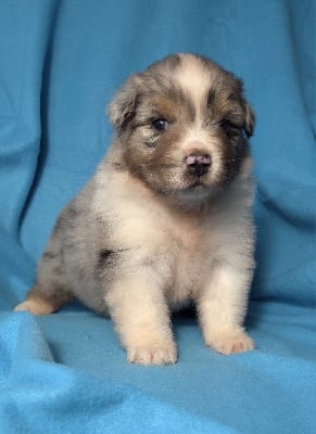 Les chiots de Berger Australien