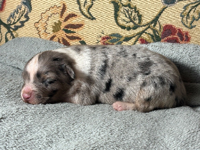Les chiots de Berger Australien