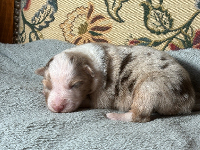 Les chiots de Berger Australien