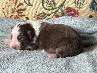 Les chiots de Berger Australien