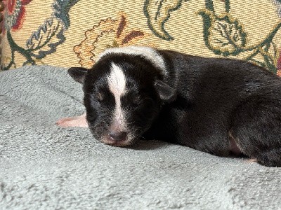 Berger Australien - Fortuna Lovi