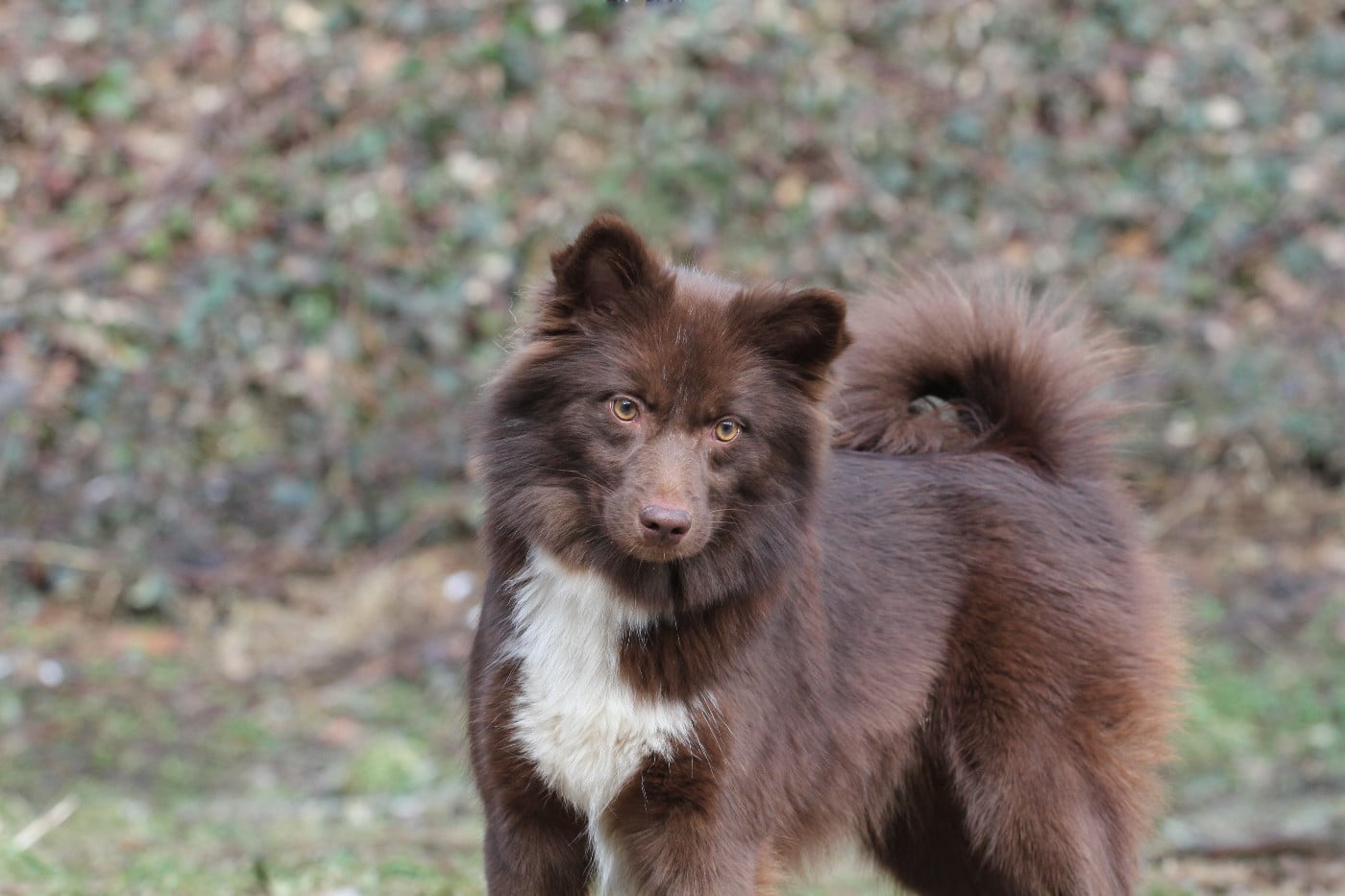 Publication : Nuance De La Fleur De Vie Auteur : Nuance de la Fleur de Vie