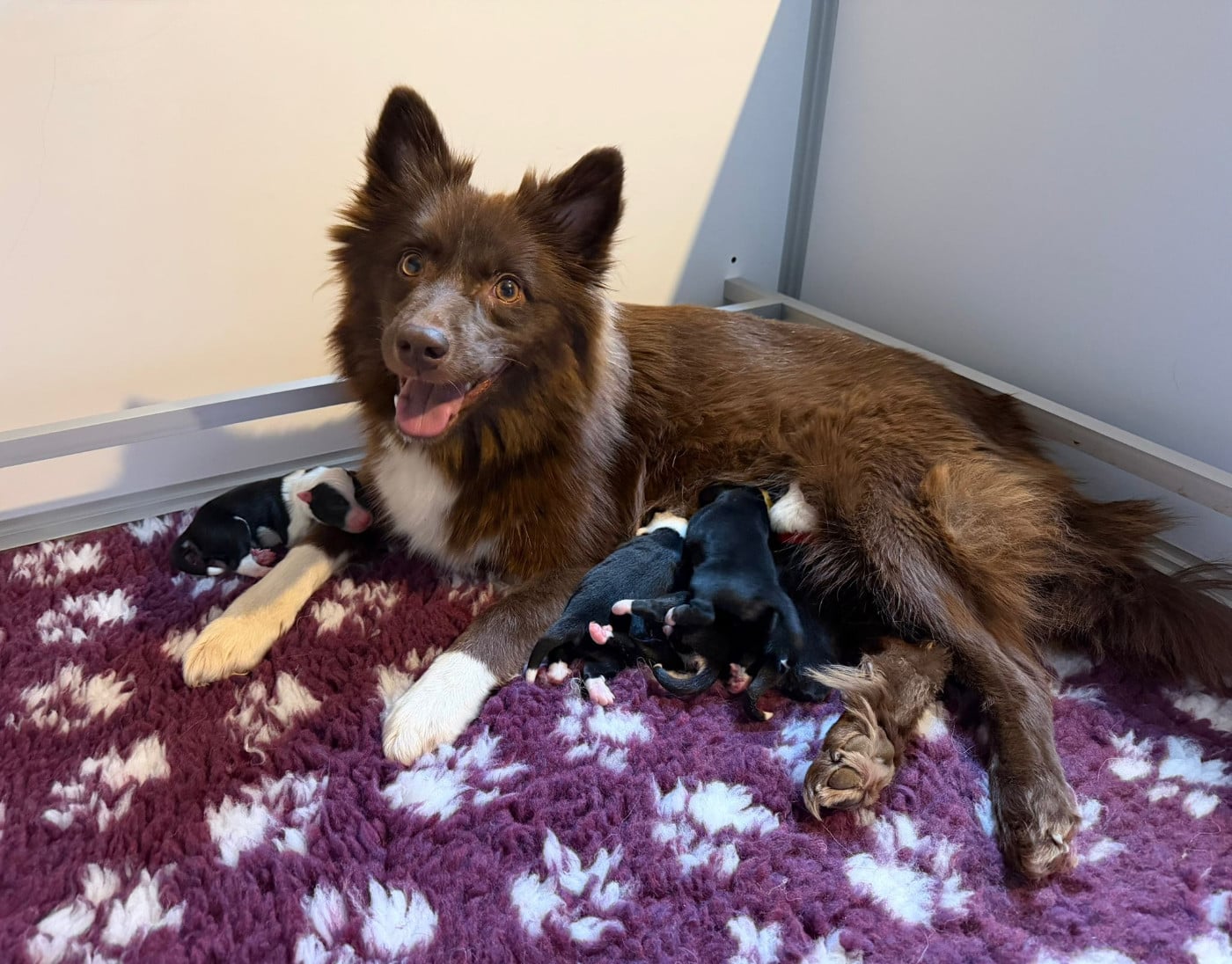 Berger islandais - Nuance De La Fleur De Vie