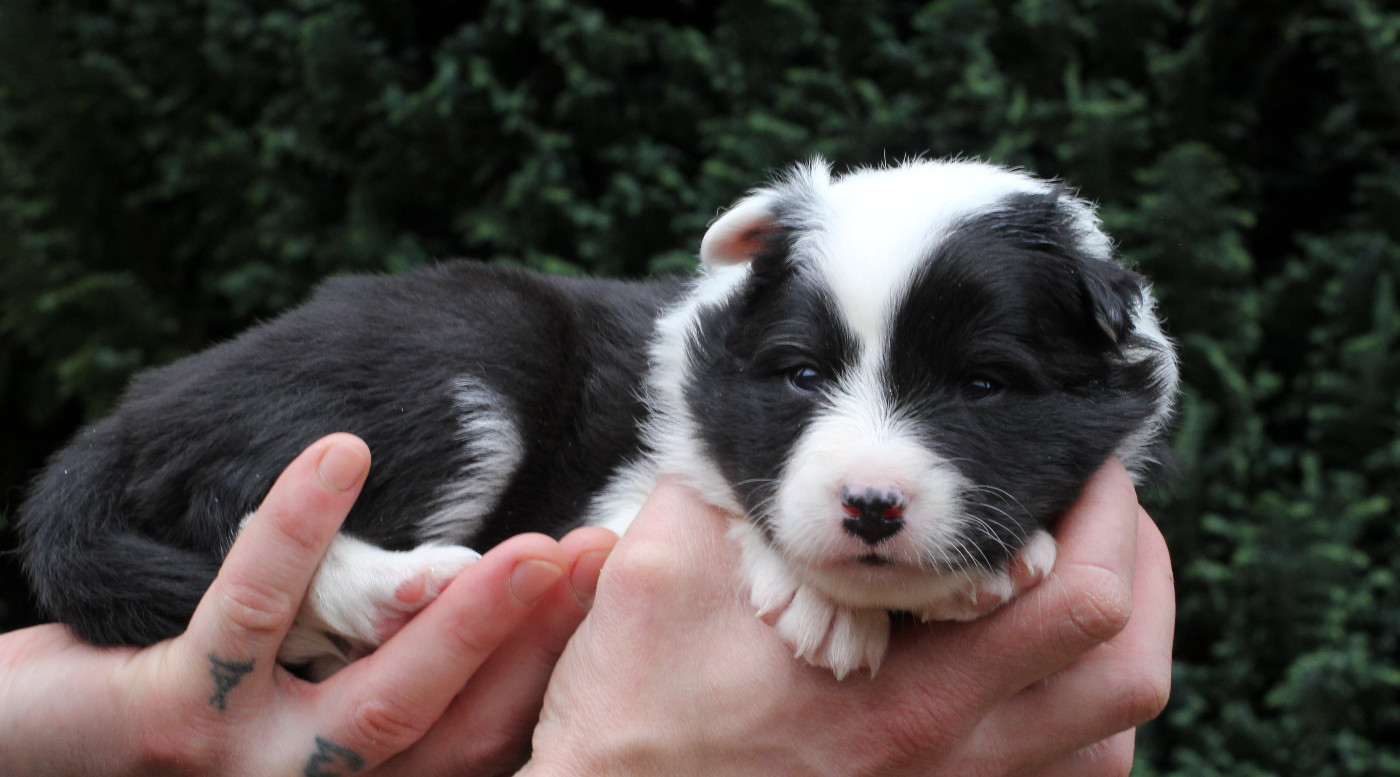 Femelle noir tricolore collier rose