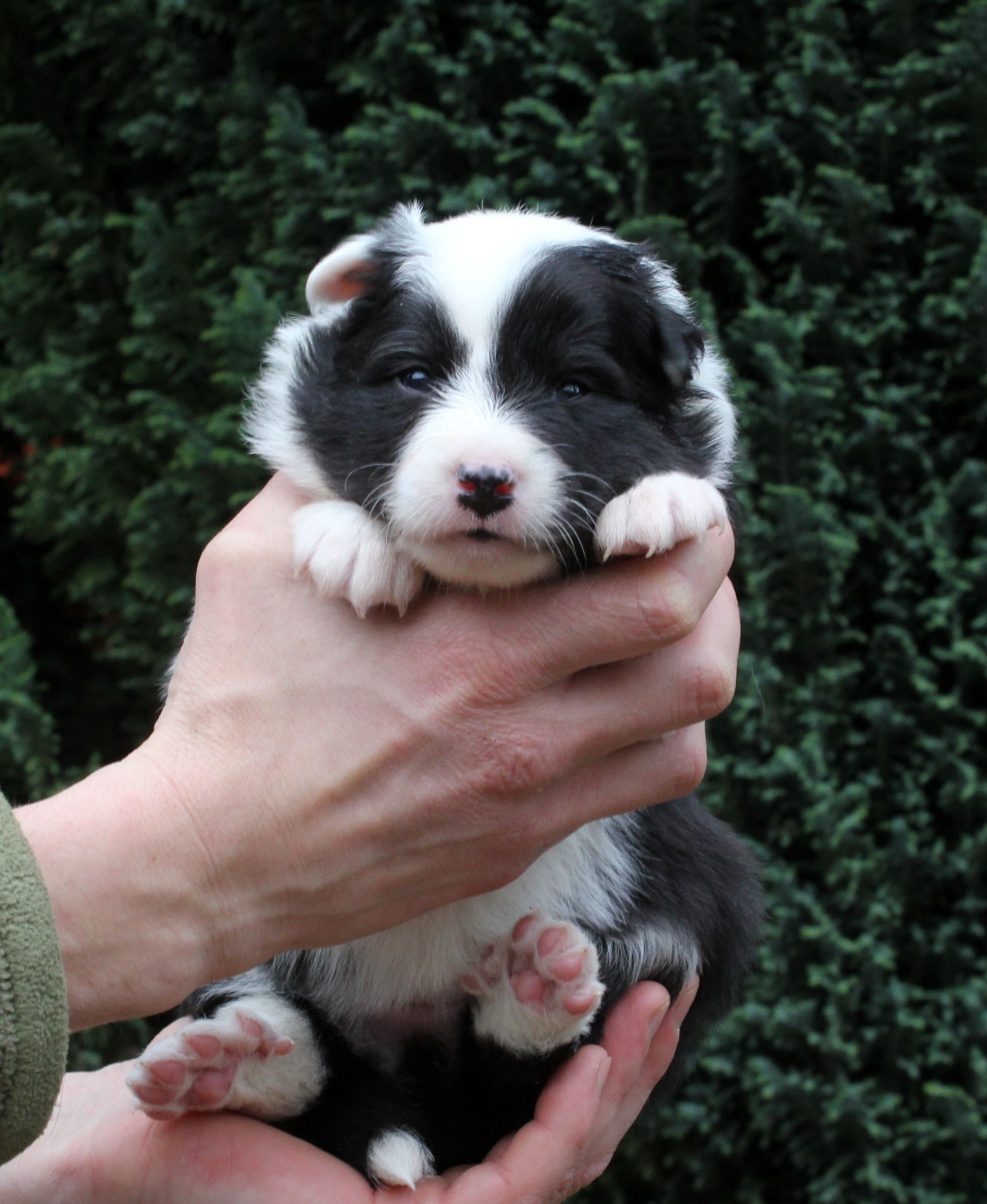 Femelle noir tricolore collier rose