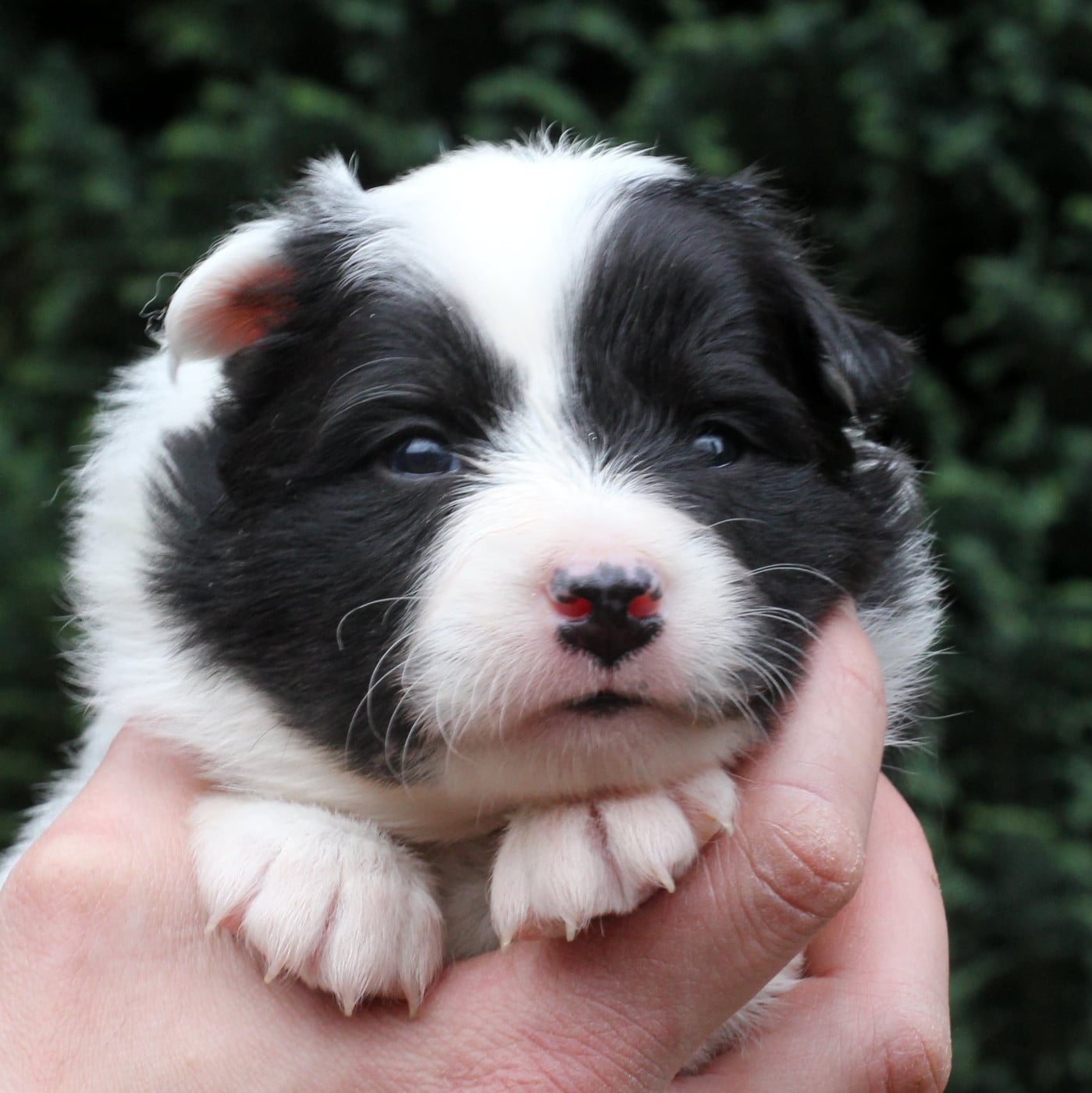 Femelle noir tricolore collier rose
