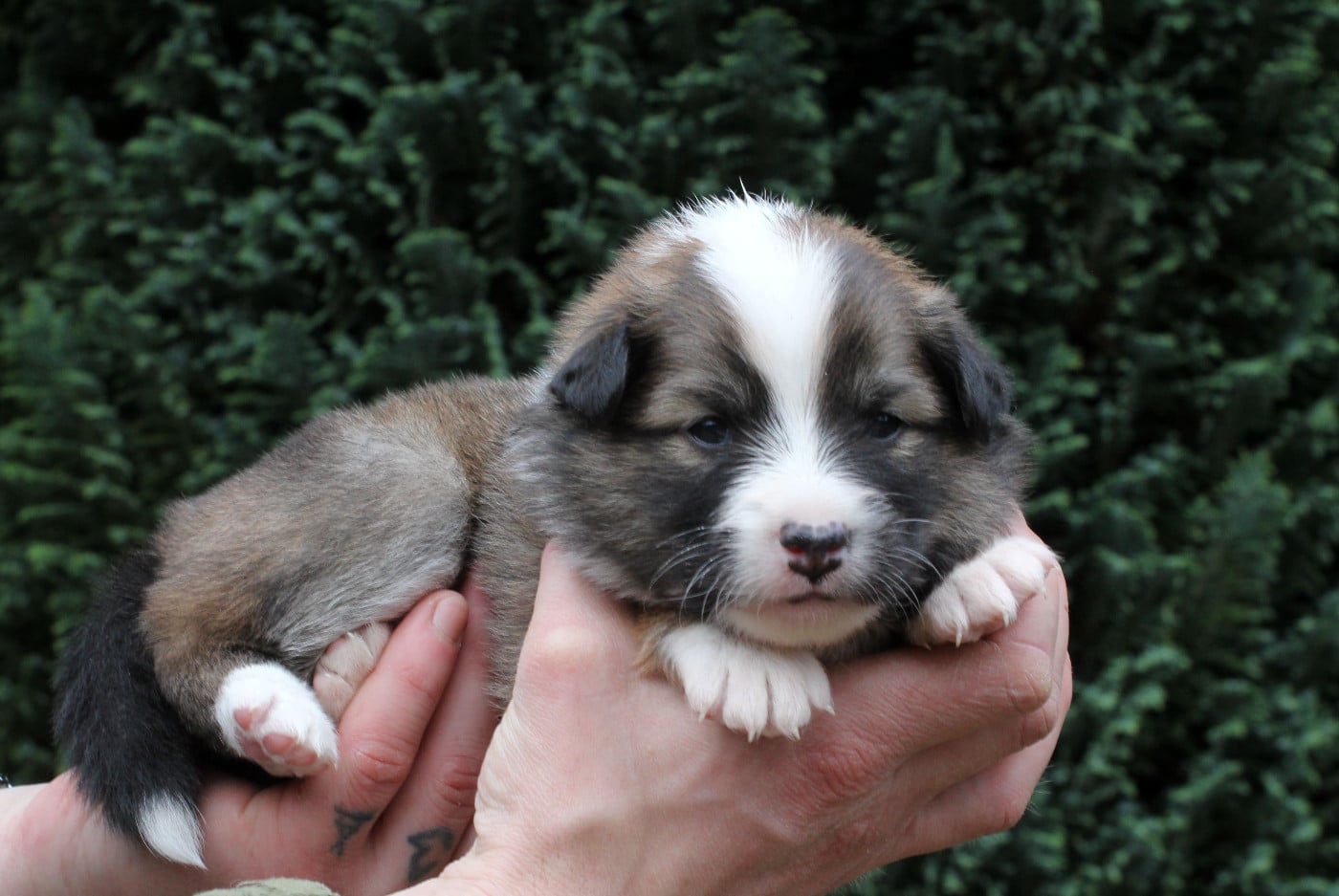 Mâle fauve et blanc collier bleu
