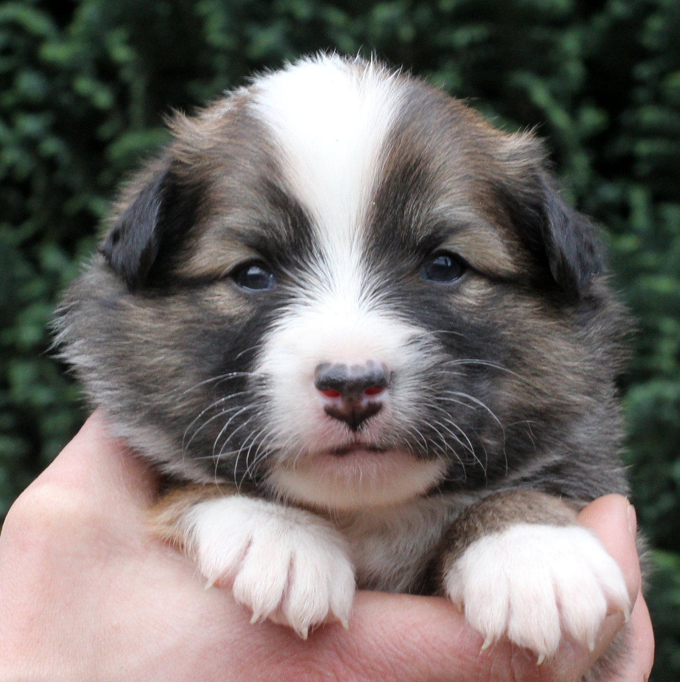 Mâle fauve et blanc collier bleu