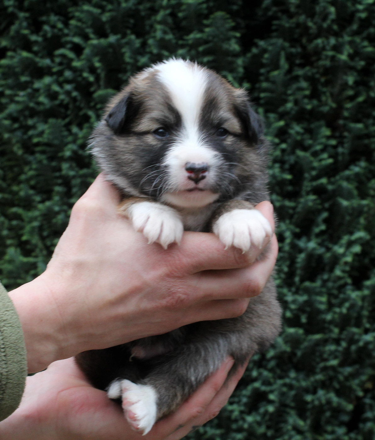 Mâle fauve et blanc collier bleu