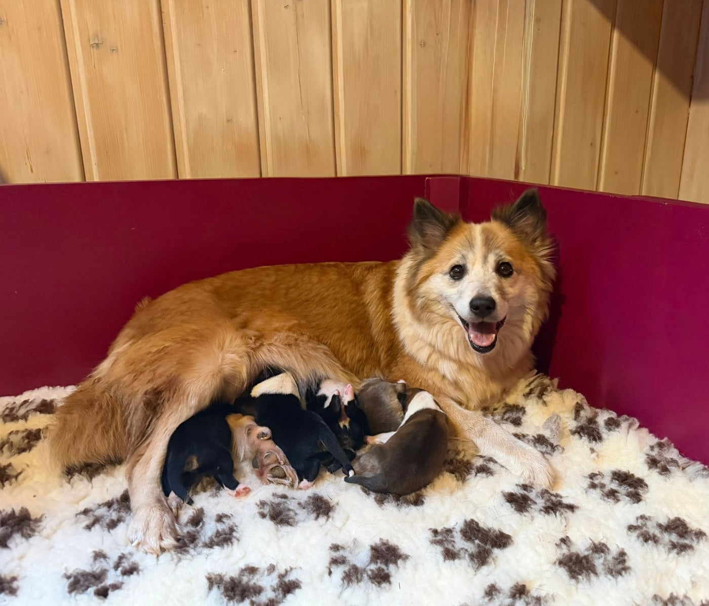 Berger islandais - Nuance De La Fleur De Vie