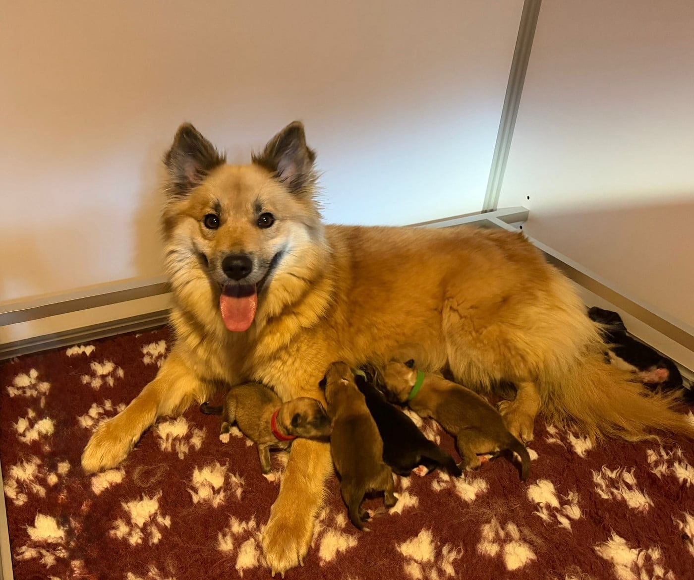 Berger islandais - Nuance De La Fleur De Vie