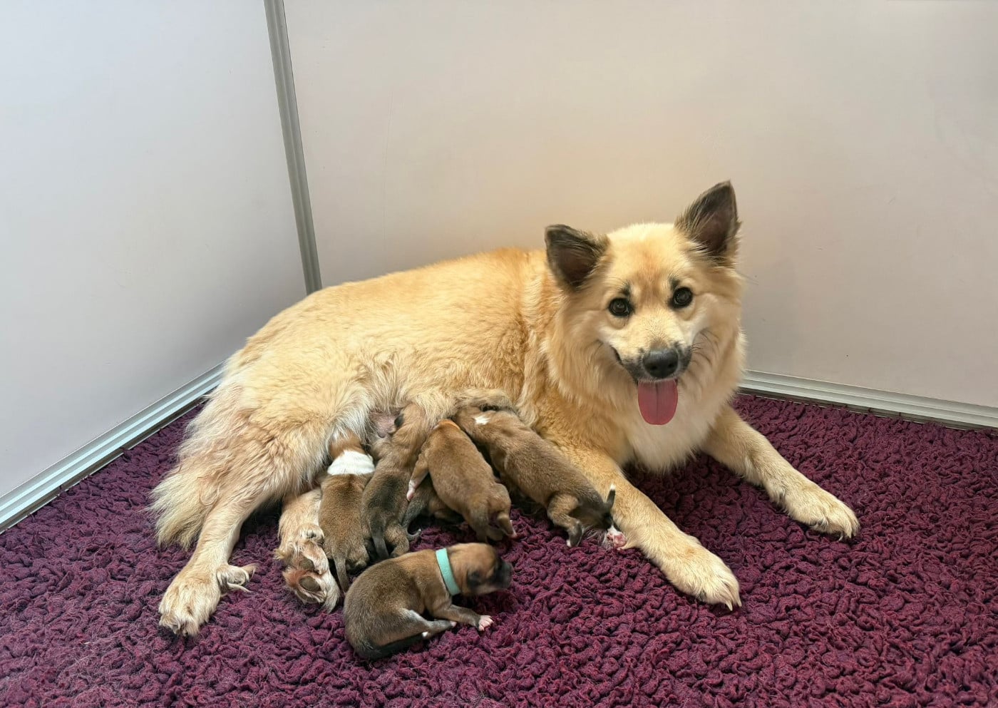 Chiot Berger islandais