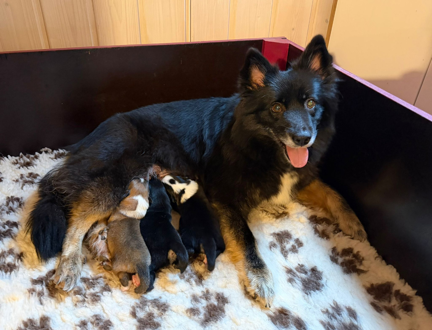 Berger islandais - Nuance De La Fleur De Vie