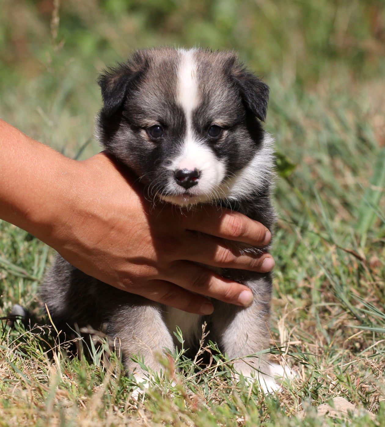 Chiot Berger islandais