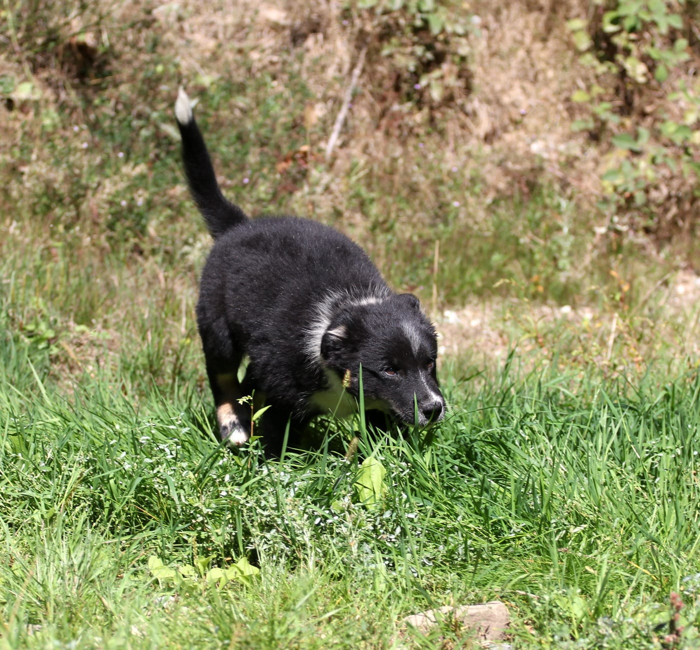 Bagheera