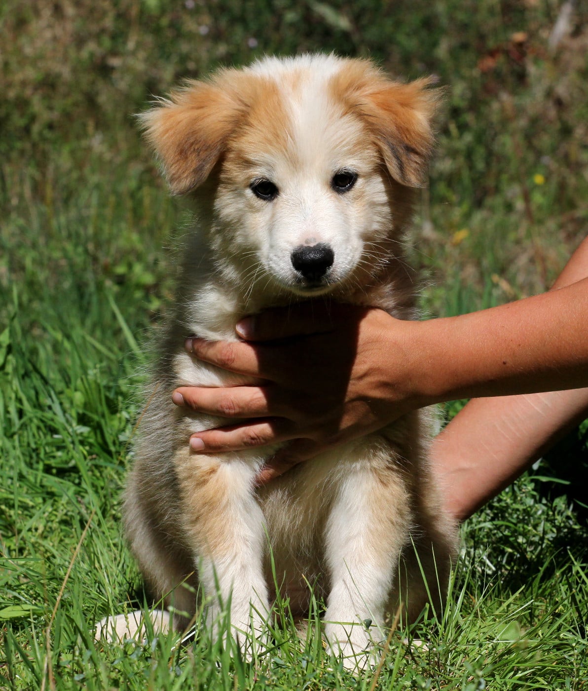 Balto