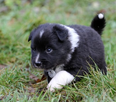 Les chiots de Berger islandais