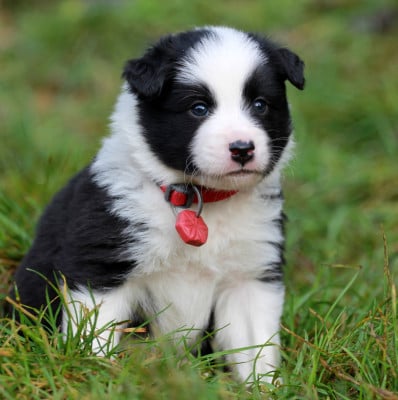 Les chiots de Berger islandais