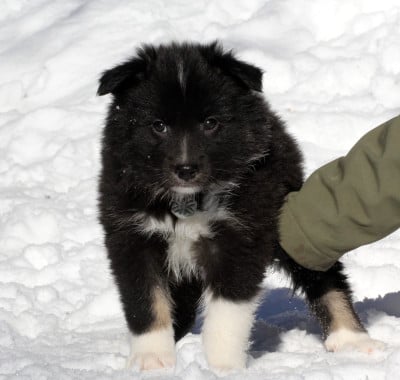 Les chiots de Berger islandais