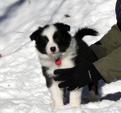 Les chiots de Berger islandais