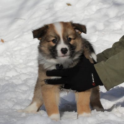 Les chiots de Berger islandais