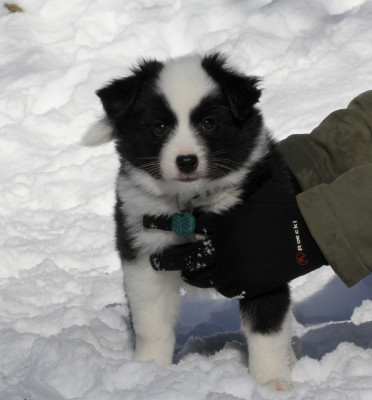 Les chiots de Berger islandais