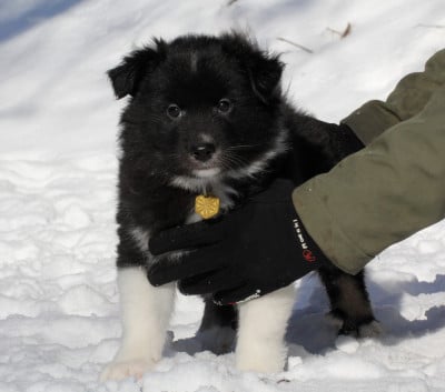 Les chiots de Berger islandais