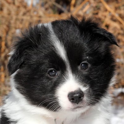 Les chiots de Berger islandais