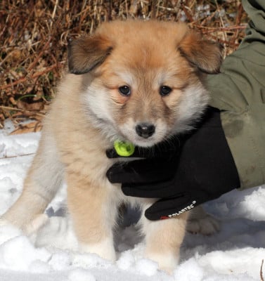 Les chiots de Berger islandais