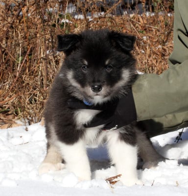 Les chiots de Berger islandais