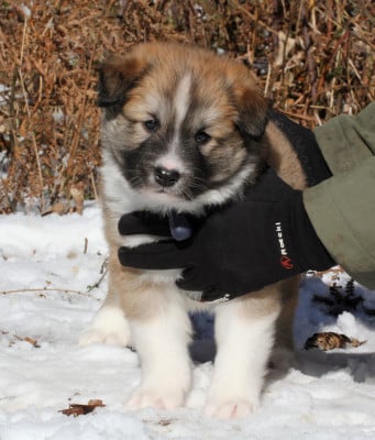 Les chiots de Berger islandais