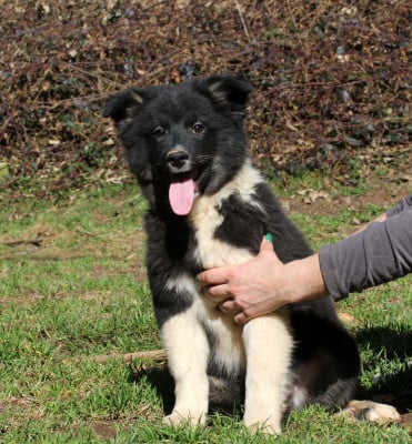 Les chiots de Berger islandais