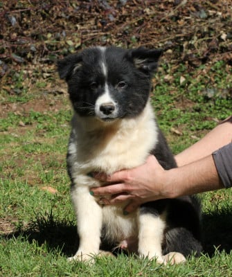 Les chiots de Berger islandais