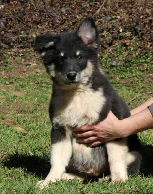 Les chiots de Berger islandais