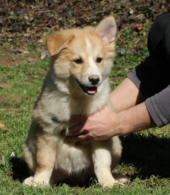 Les chiots de Berger islandais