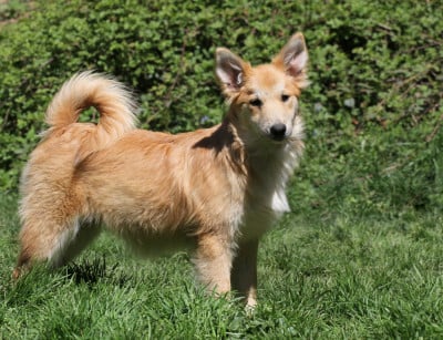 Les chiots de Berger islandais