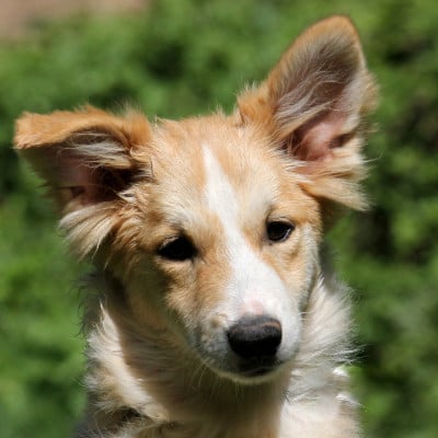 Les chiots de Berger islandais