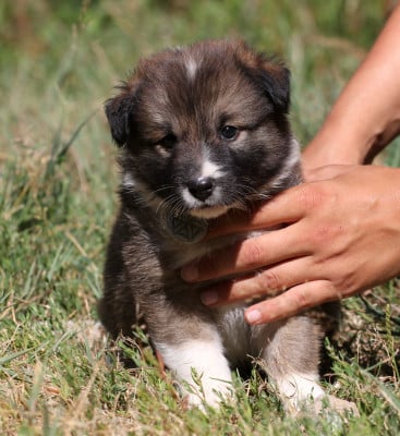 Les chiots de Berger islandais