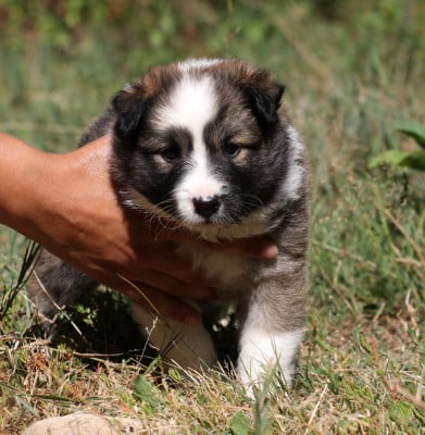 Les chiots de Berger islandais