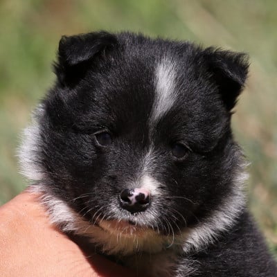 Les chiots de Berger islandais