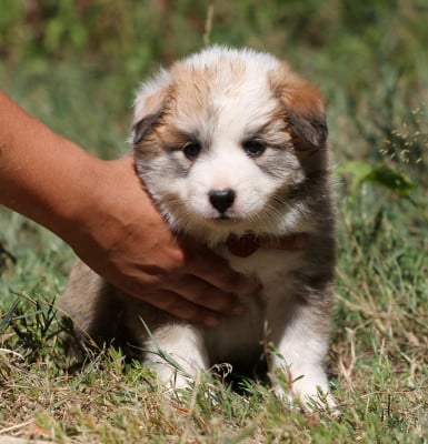 Les chiots de Berger islandais