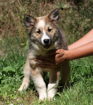 Les chiots de Berger islandais