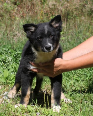 Les chiots de Berger islandais