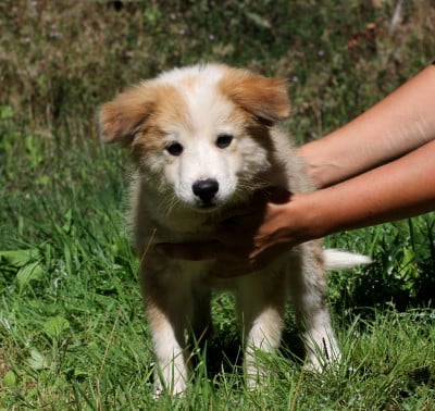 Les chiots de Berger islandais