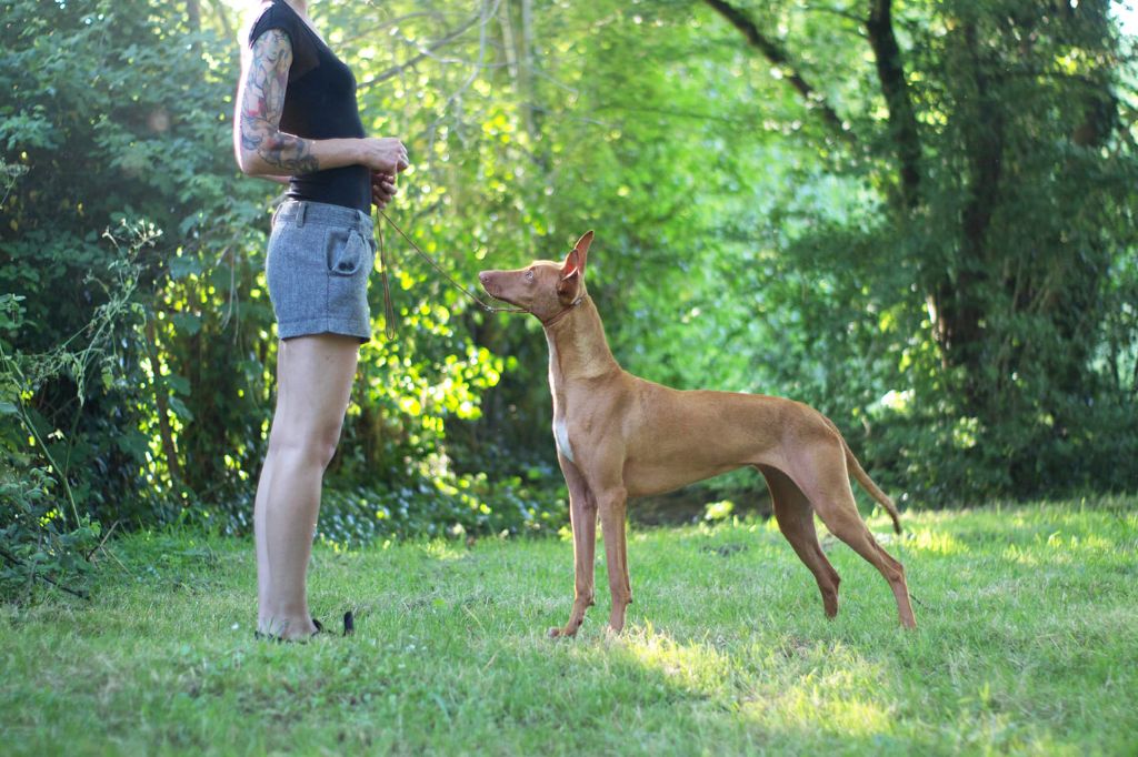 Publication : Des Nifelupos