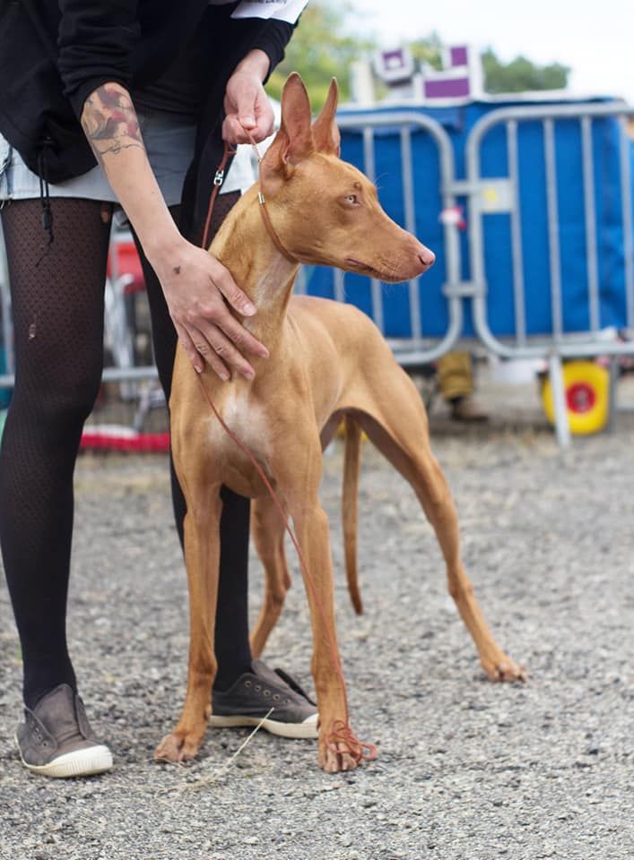 Publication : Des Nifelupos