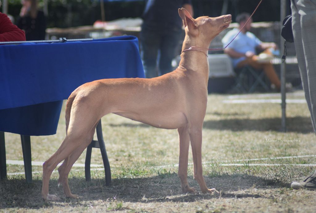 celt'and dac Pallas - Classe Jeune - 1er Excellent - BOBJ - BOB