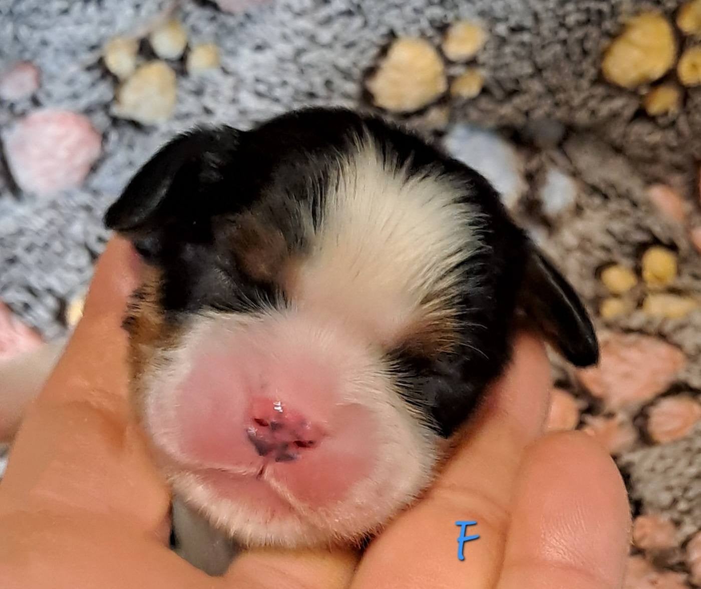 Cavalier King Charles Spaniel - de la Horde de Dixie